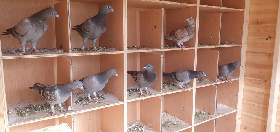 Coming into the Sport - The Racing Pigeon