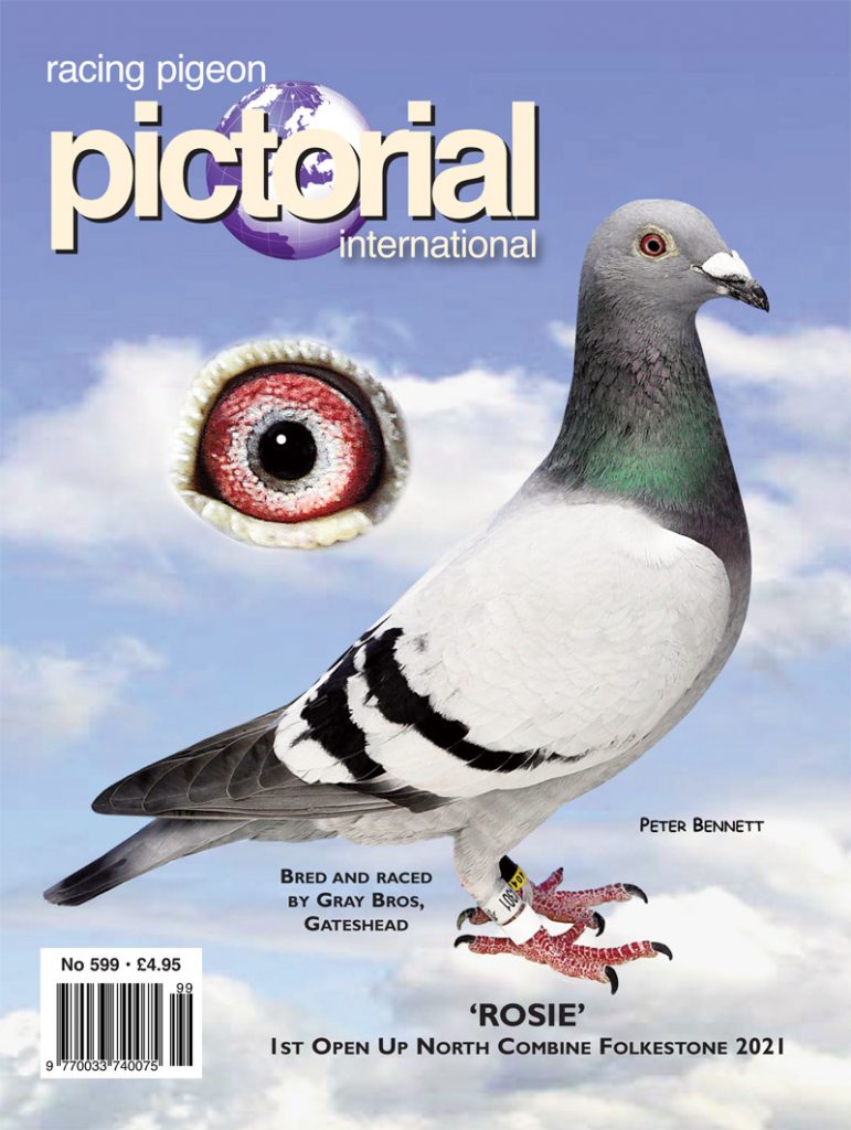 Homing Pigeons Remember Routes for Years